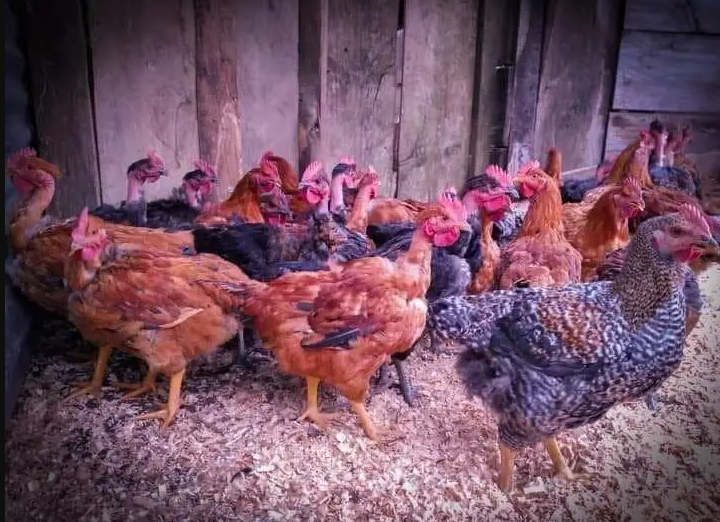  Foto: David Diego Marcos. 